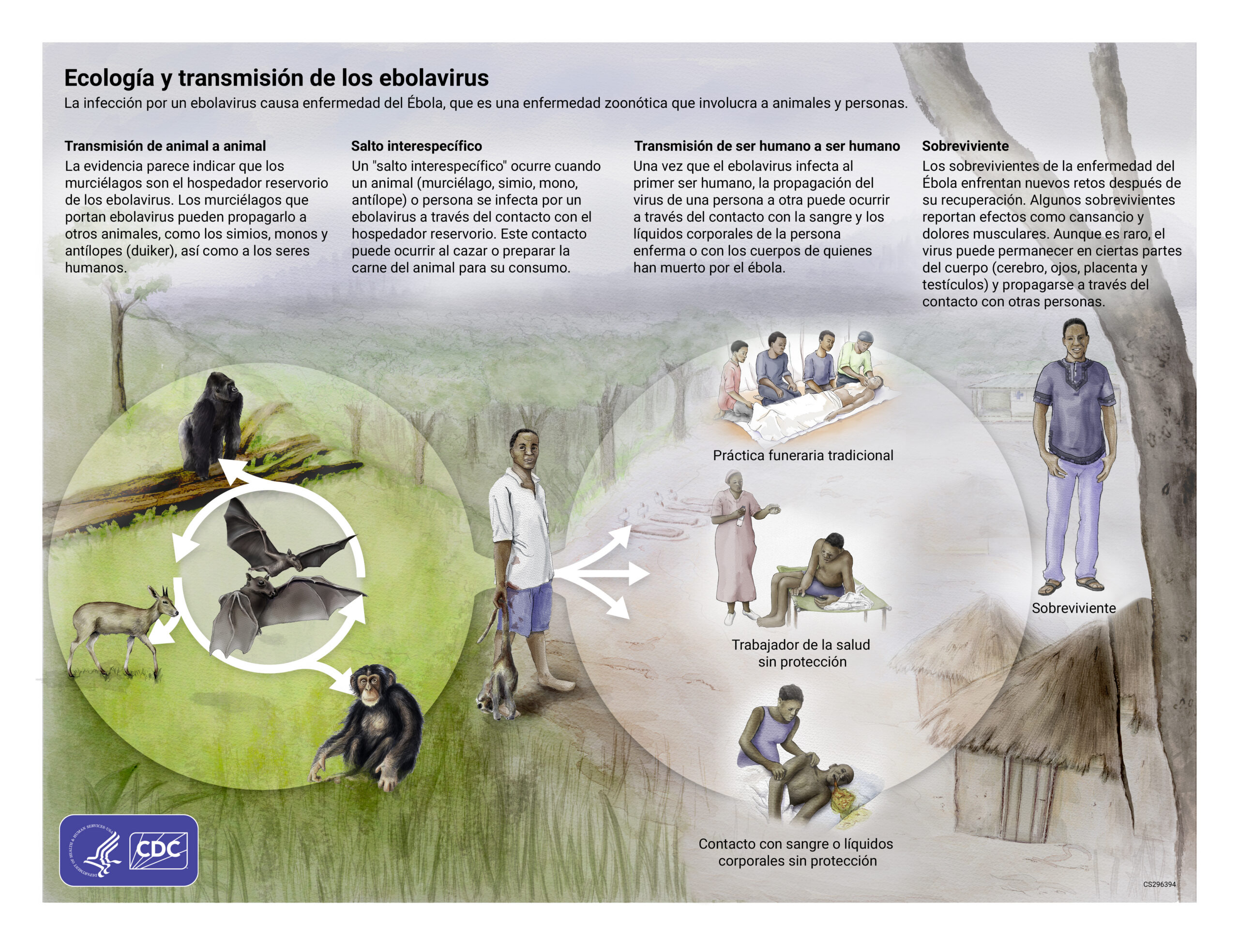 Ecología y transmisión de los ebolavirus. Fuente: CDC